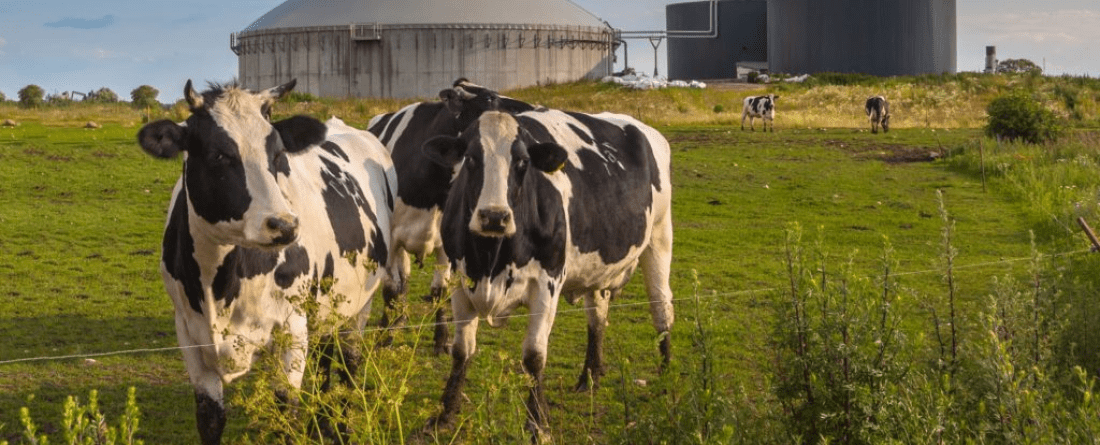 picture of cows in a field