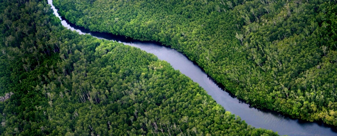 picture of an Indonesian rainforest