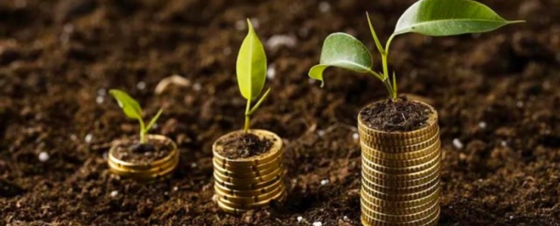 picture of plants growing on coins