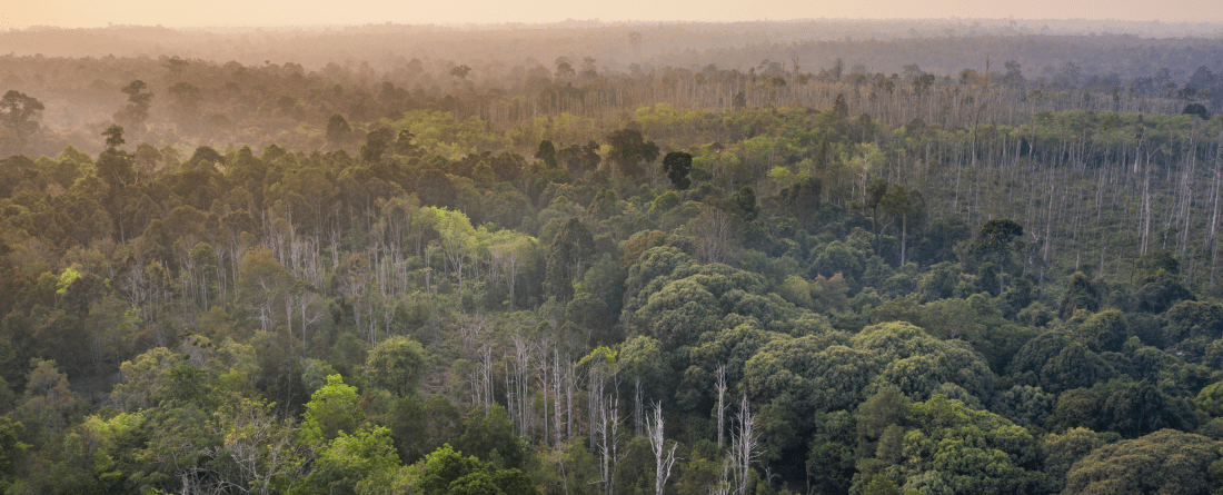 picture of forest in Indonesia