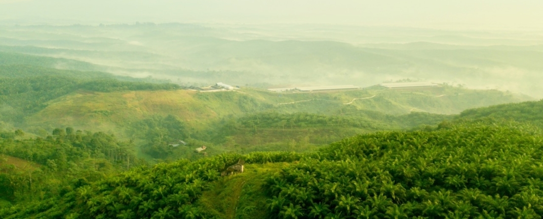 picture of forest in Indonesia