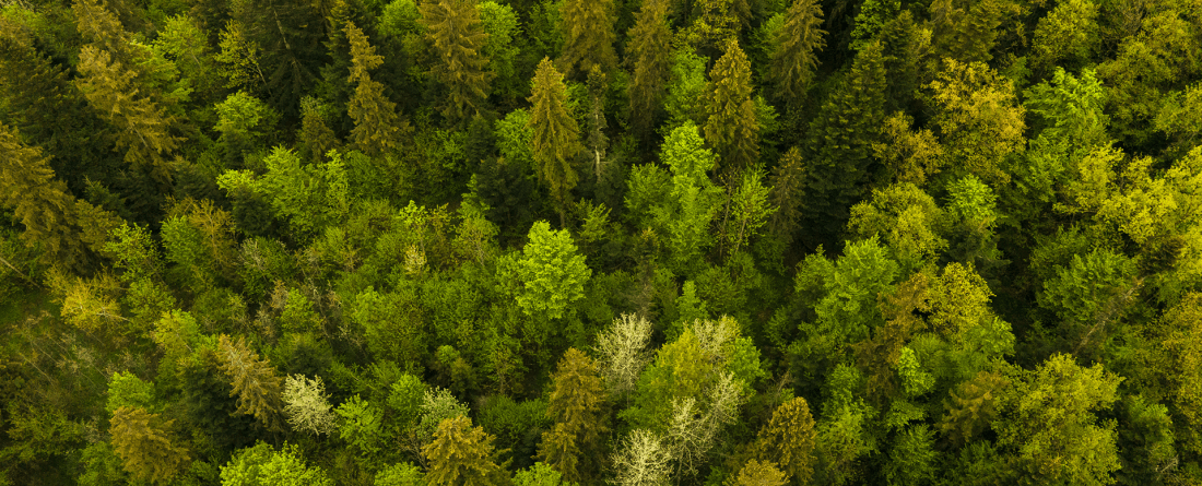 An aerial view of a forest.