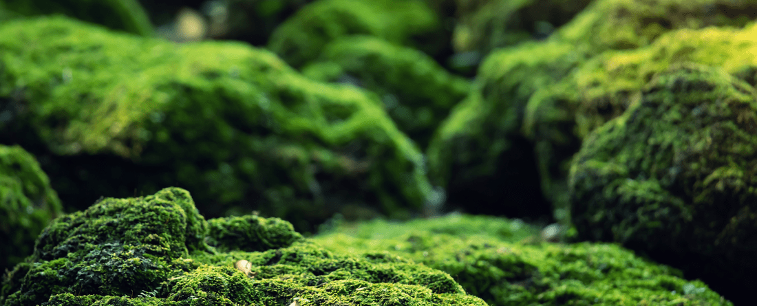 A close up on bright green moss on rocks with small pieces of leaves.